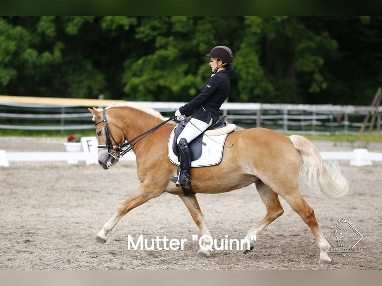 Haflinger Mare 2 years 14,1 hh Chestnut-Red in Saxen