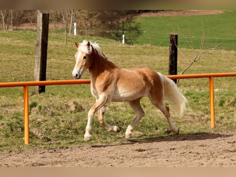 Haflinger Mare 2 years 14.1 hh Chestnut-Red in Meckenbach