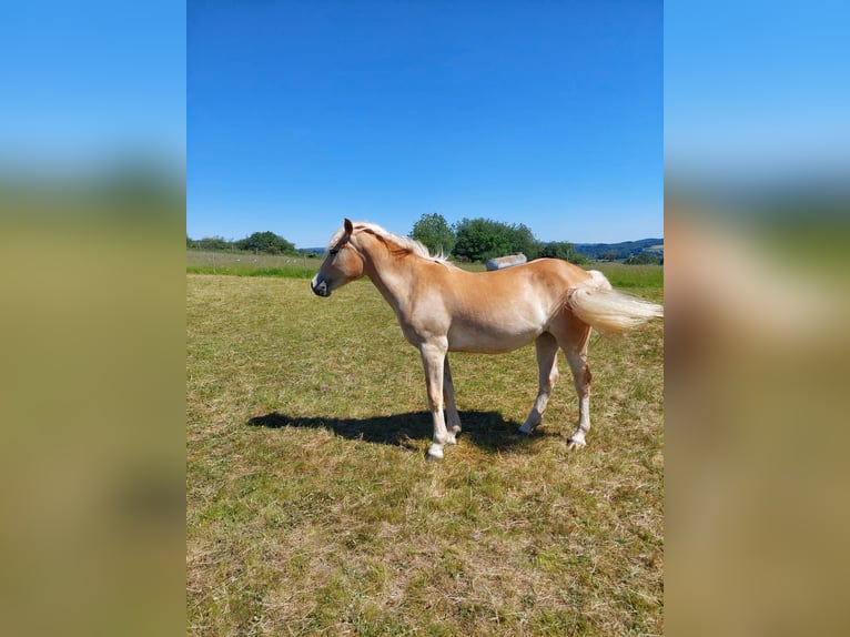 Haflinger Mare 2 years 14.1 hh Chestnut-Red in Meckenbach