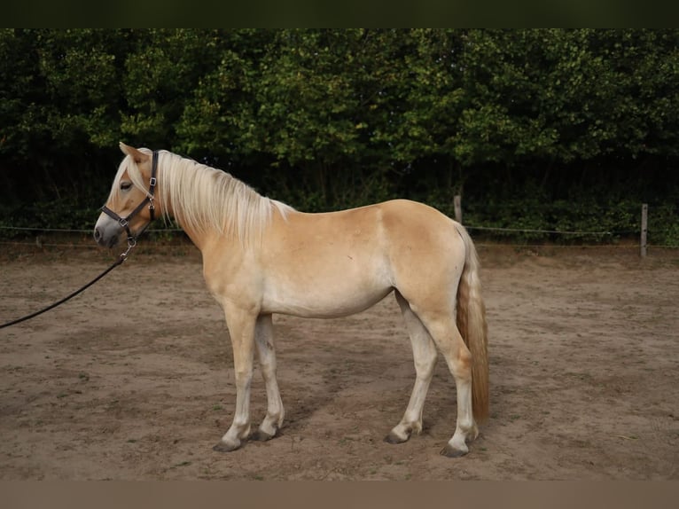 Haflinger Mare 2 years 14.1 hh Chestnut-Red in LübeckLübeck