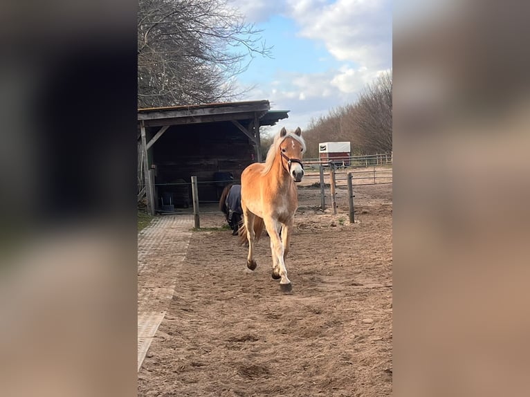 Haflinger Mare 2 years 14.1 hh Chestnut-Red in LübeckLübeck