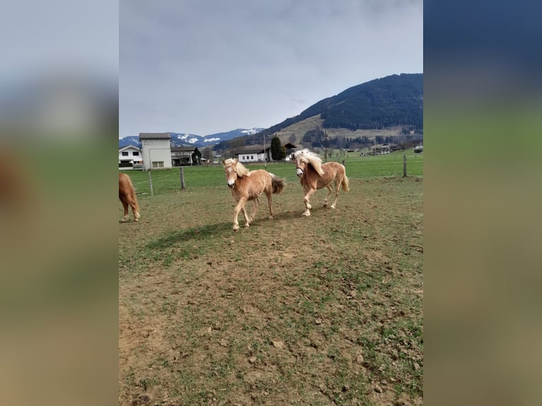 Haflinger Mare 2 years 14.1 hh Chestnut-Red in Saalfelden