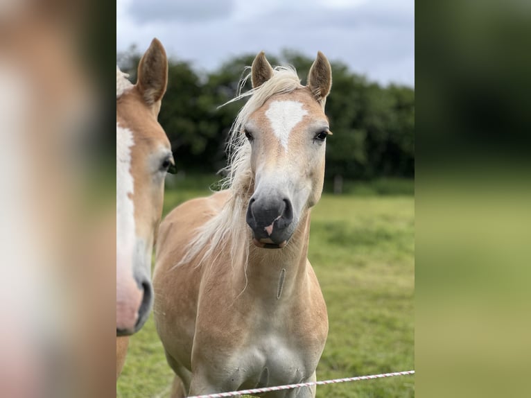 Haflinger Mare 2 years 14.2 hh Chestnut-Red in Seedorf