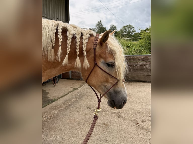 Haflinger Mare 2 years 14.2 hh Chestnut-Red in Altenkirchen