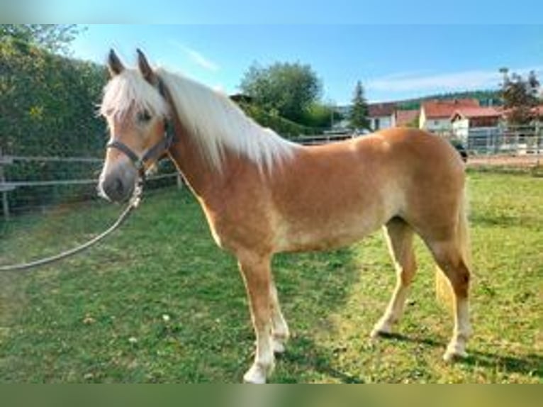 Haflinger Mare 2 years 14,2 hh Chestnut-Red in Eichstätt