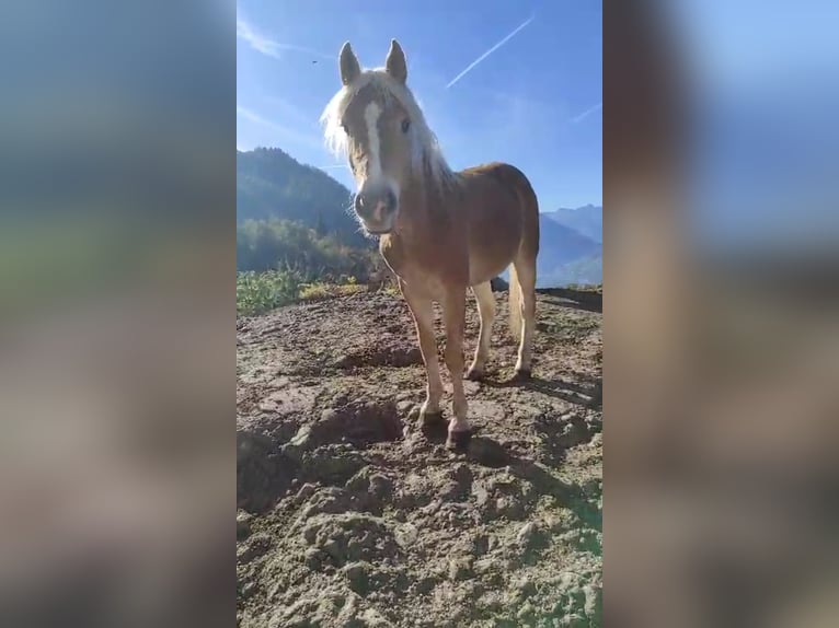 Haflinger Mare 2 years 14,2 hh in Bozen