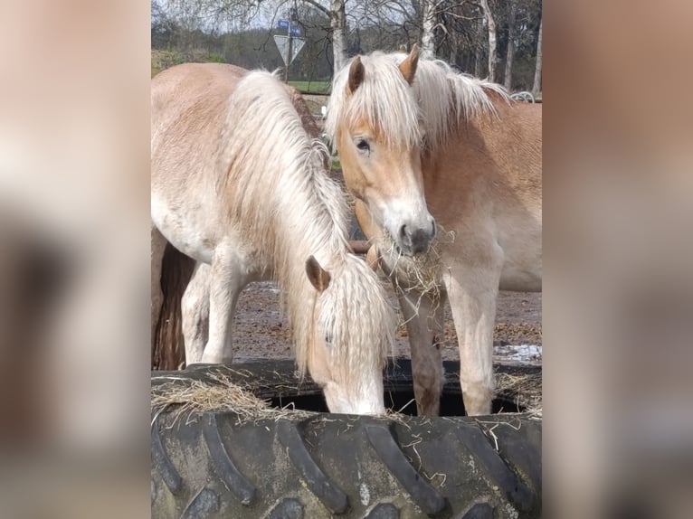 Haflinger Mare 2 years 14.2 hh  in Coesfeld
