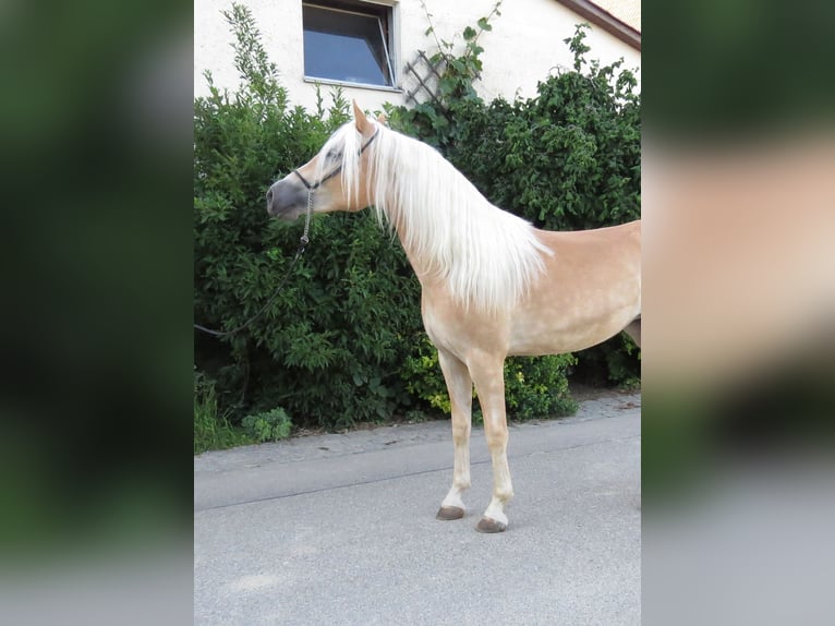 Haflinger Mare 2 years 14.3 hh Chestnut-Red in Schrozberg