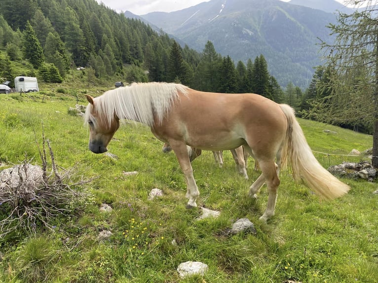 Haflinger Mare 2 years 14,3 hh Chestnut-Red in Stadtschlaining