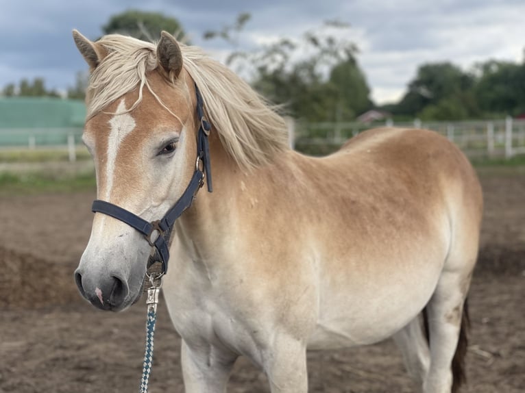 Haflinger Mare 2 years 14 3 hh in Trebbin