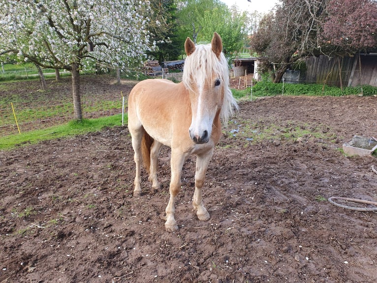 Haflinger Mare 2 years 14 hh Chestnut-Red in Fischbachtal