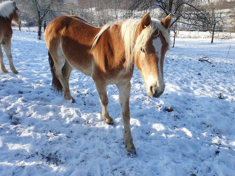 Haflinger Mare 2 years 14 hh Chestnut-Red in Fischbachtal
