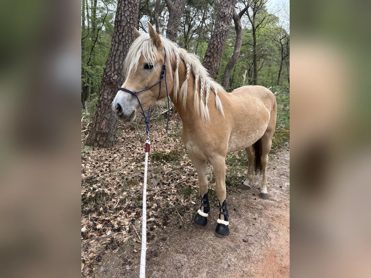 Haflinger Mare 2 years 14 hh Chestnut-Red in Apeldoorn