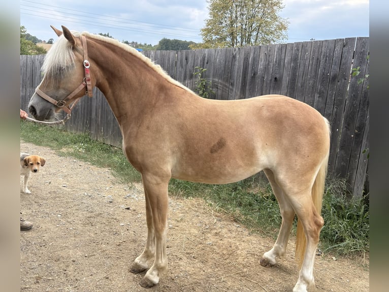 Haflinger Mare 2 years 14 hh  in Punitz