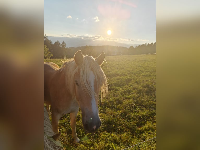 Haflinger Mare 2 years 14,1 hh in Greisdorf