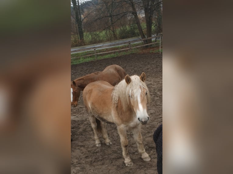 Haflinger Mare 2 years 14,1 hh in Greisdorf