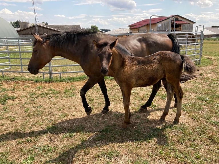 Haflinger Mix Mare 2 years 14,2 hh Bay-Dark in Waldkirchen