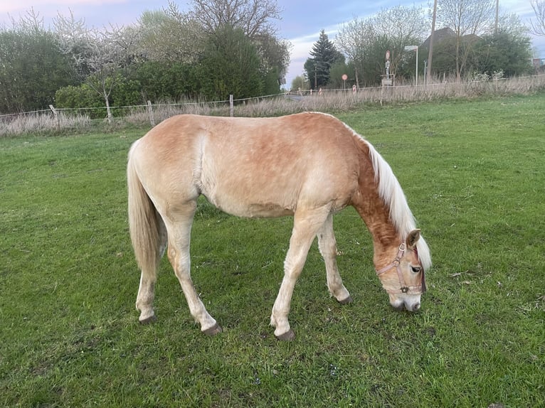 Haflinger Mare 2 years 14,2 hh Chestnut-Red in Arneburg