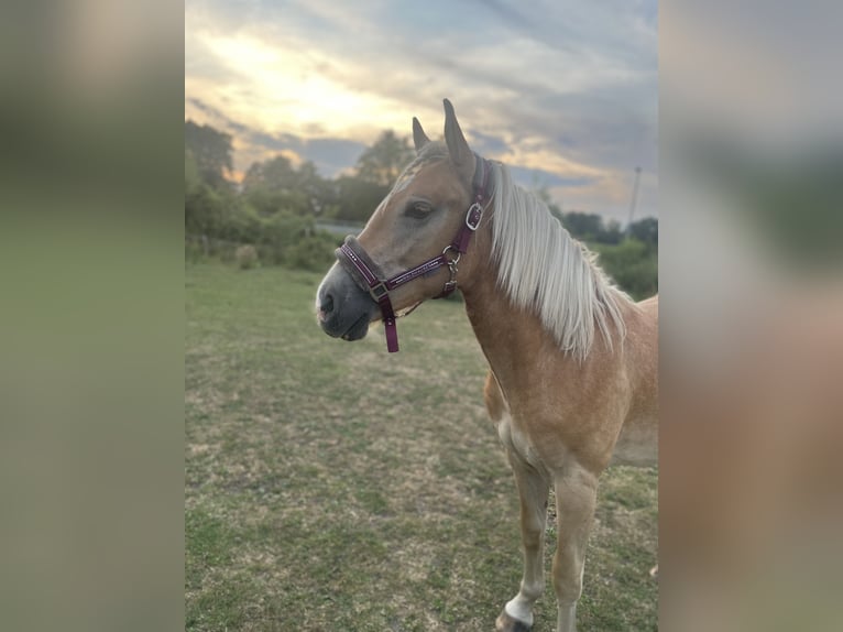 Haflinger Mare 2 years 14,2 hh Chestnut-Red in Arneburg