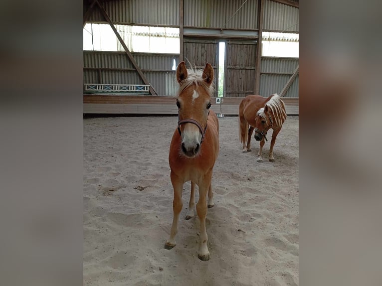 Haflinger Mare 2 years 14,2 hh Chestnut-Red in Bad Friedrichshall