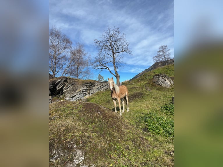 Haflinger Mare 2 years 14,2 hh Chestnut-Red in Rauris