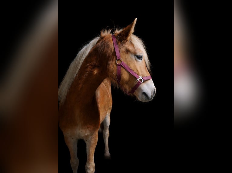 Haflinger Mare 2 years 14,2 hh  in Tadten