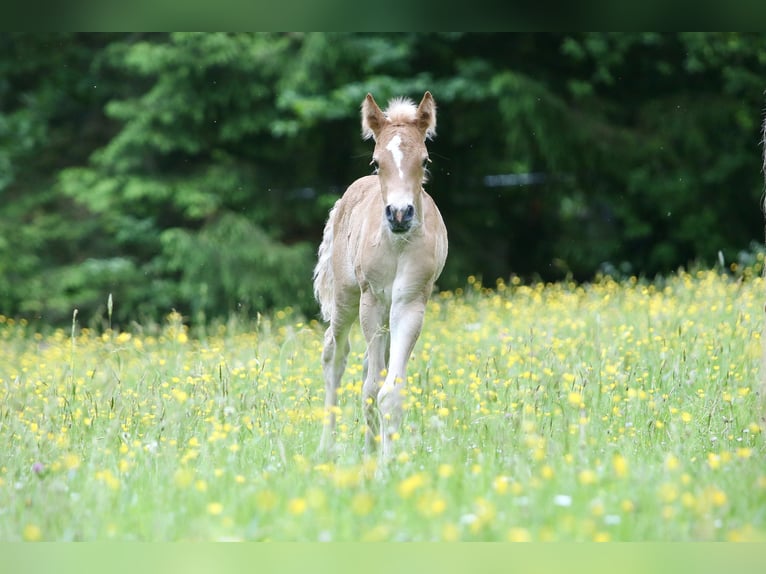 Haflinger Mare 2 years 14,2 hh in Friedewald