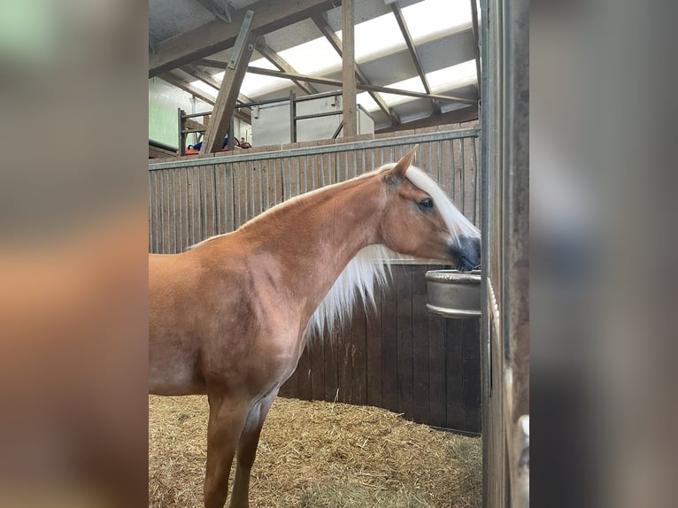 Haflinger Mare 2 years 14,2 hh in Friedewald