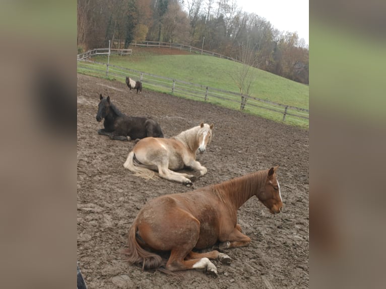 Haflinger Mare 2 years 14,3 hh  in Ligist