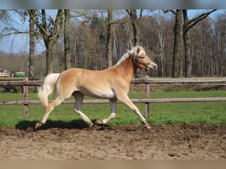 Haflinger Mare 2 years 15.2 hh Chestnut-Red in Winterswijk Woold