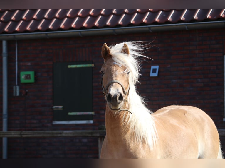 Haflinger Mare 2 years 15.2 hh Chestnut-Red in Winterswijk Woold