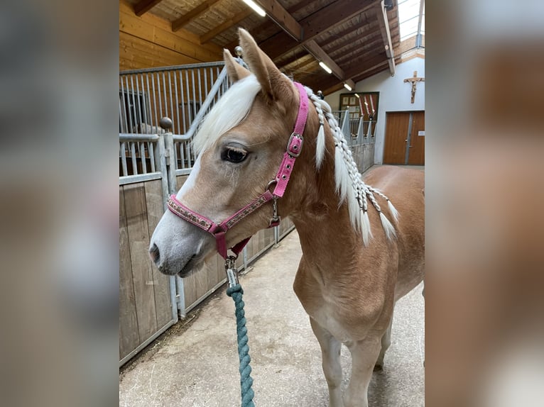 Haflinger Mare 2 years 15 hh Chestnut-Red in Münster