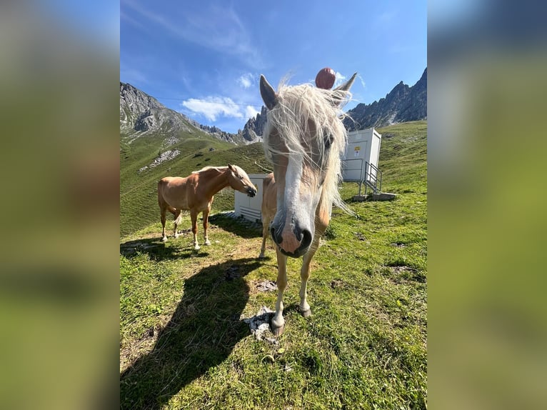 Haflinger Mare 2 years 15 hh Chestnut-Red in Münster