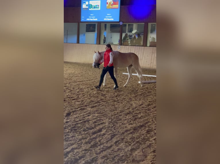 Haflinger Mare 2 years 15 hh Chestnut-Red in Münster