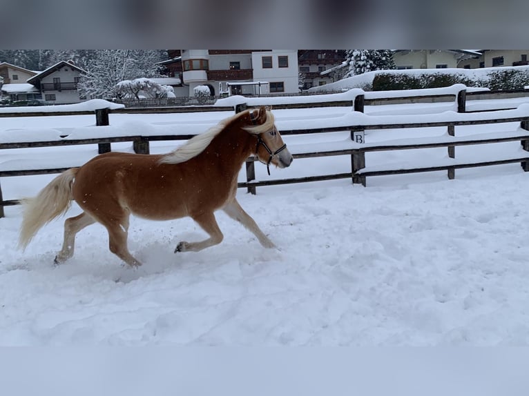 Haflinger Mare 2 years 15 hh Chestnut-Red in Münster