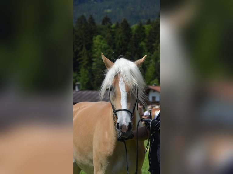 Haflinger Mare 2 years 15 hh Chestnut-Red in Münster