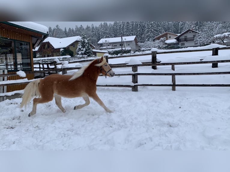 Haflinger Mare 2 years 15 hh Chestnut-Red in Münster