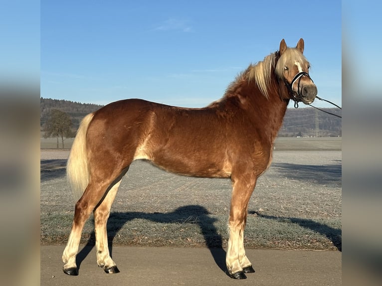 Haflinger Mare 2 years 15 hh Chestnut-Red in Riedlingen