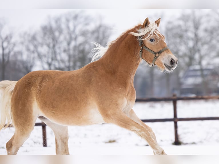 Haflinger Mare 2 years 15,2 hh Chestnut-Red in Winterswijk Woold