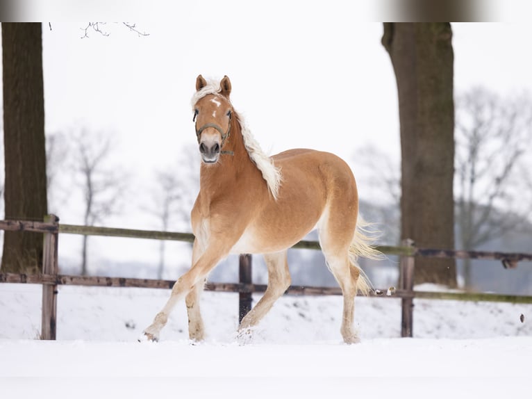 Haflinger Mare 2 years 15,2 hh Chestnut-Red in Winterswijk Woold