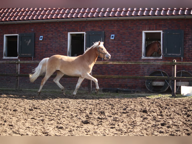 Haflinger Mare 2 years 15,2 hh Chestnut-Red in Winterswijk Woold