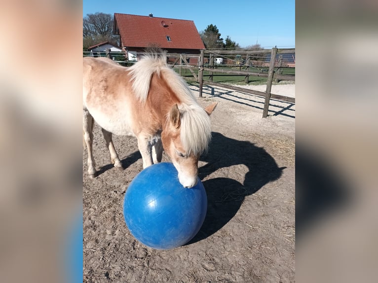 Haflinger Mare 2 years  in Beckeln