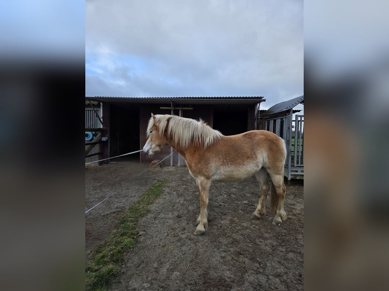 Haflinger Mare 2 years  in Beckeln