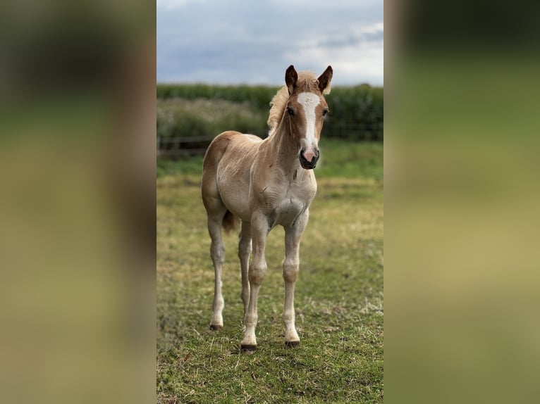 Haflinger Mare 2 years Chestnut-Red in Seedorf