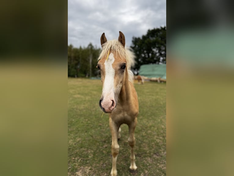 Haflinger Mare 2 years Chestnut-Red in Seedorf