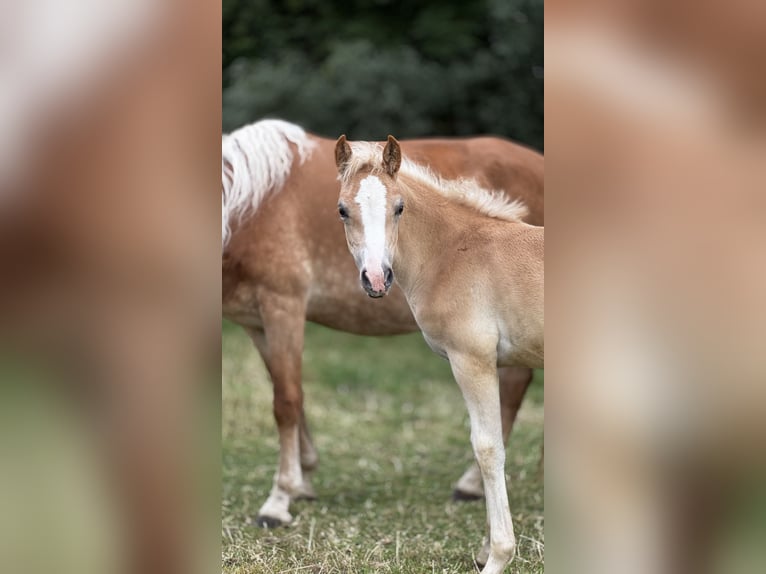 Haflinger Mare 2 years Chestnut-Red in Seedorf