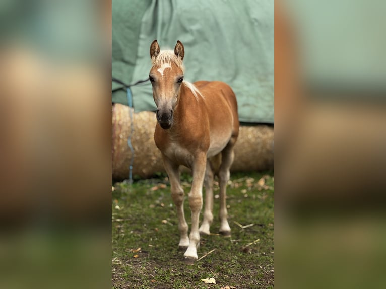 Haflinger Mare 2 years Chestnut-Red in Seedorf