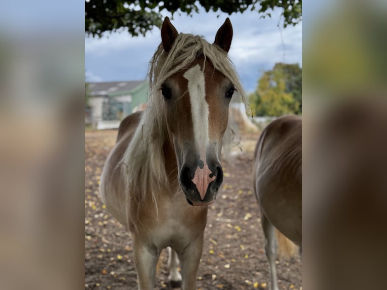Haflinger Mare 2 years Chestnut-Red in Seedorf