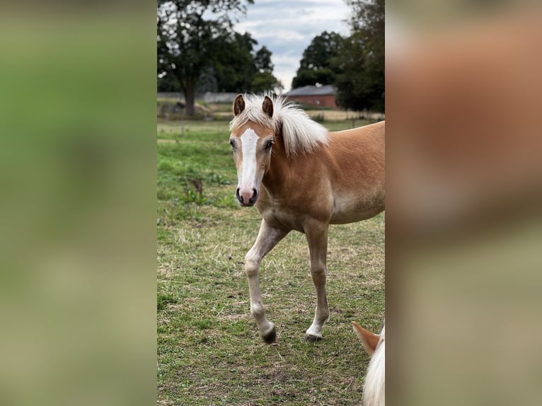 Haflinger Mare 2 years Chestnut-Red in Seedorf