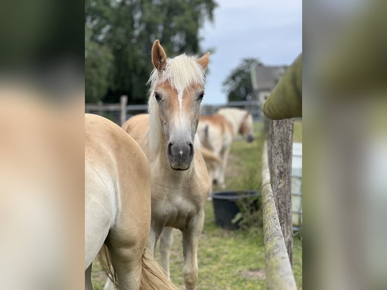 Haflinger Mare 2 years Chestnut-Red in Seedorf